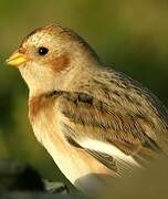 Snow Bunting