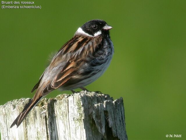 Common Reed Bunting