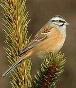 Rock Bunting