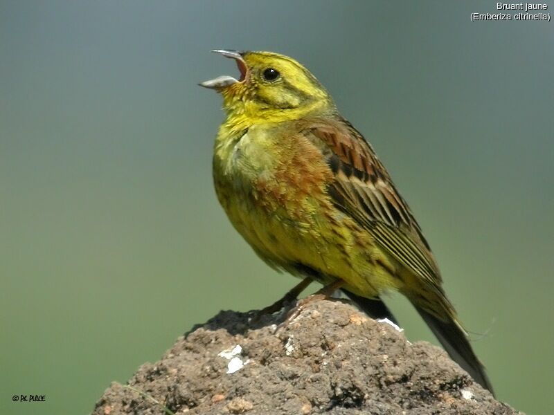 Bruant jaune