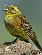 Yellowhammer