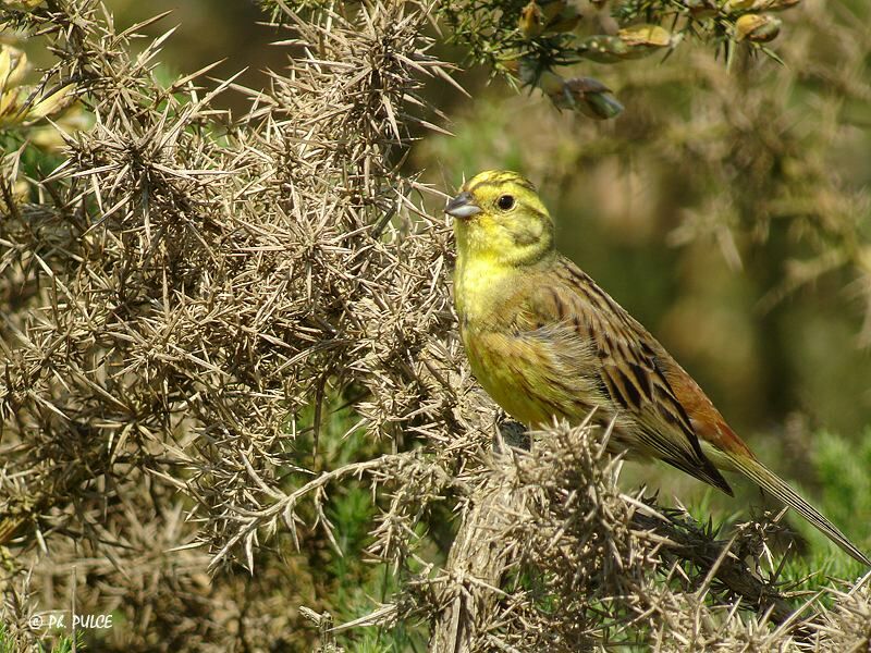 Bruant jaune