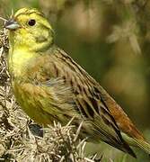 Yellowhammer