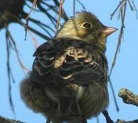 Ortolan Bunting