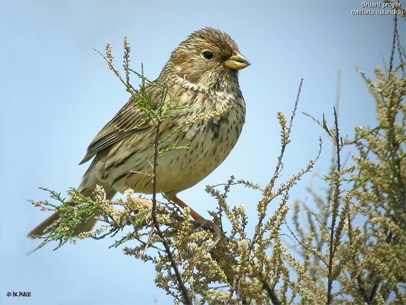 Corn Bunting