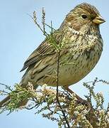 Corn Bunting