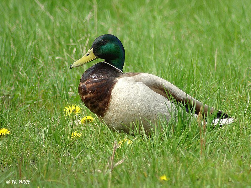 Canard colvert