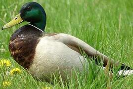 Mallard