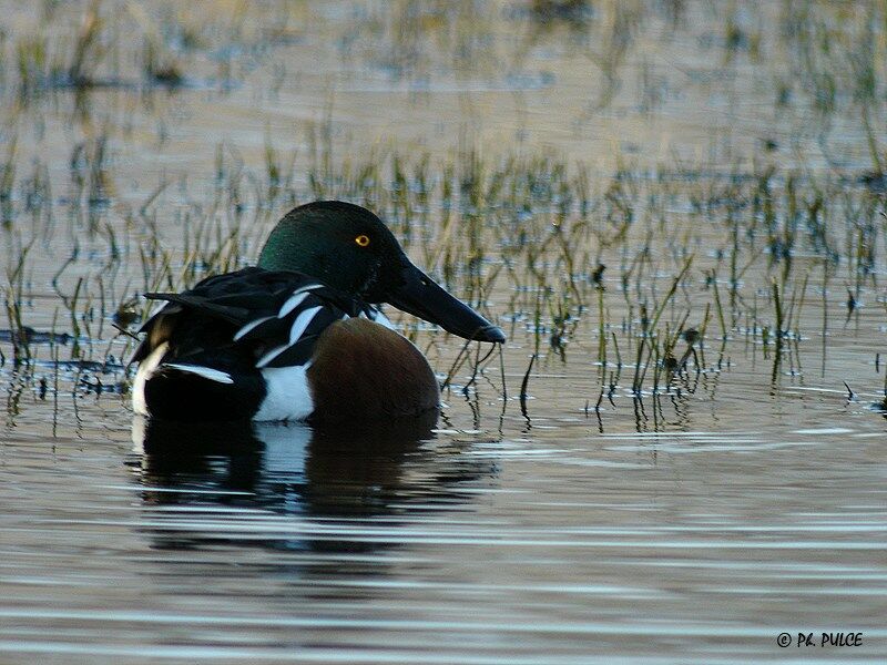 Canard souchet