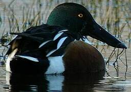 Northern Shoveler