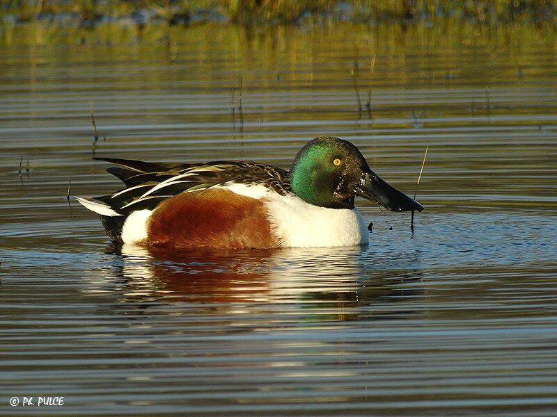 Northern Shoveler