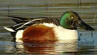 Canard souchet