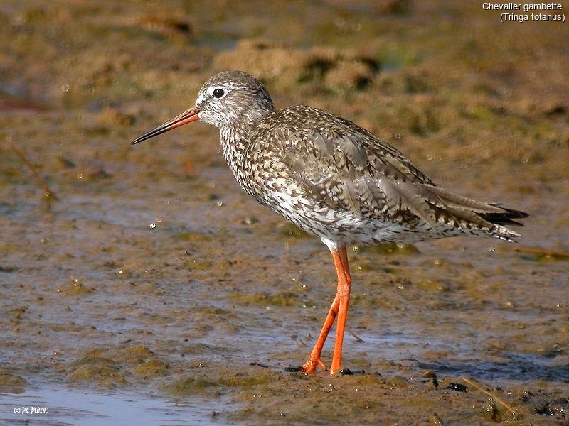 Common Redshank