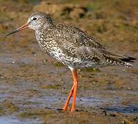 Common Redshank