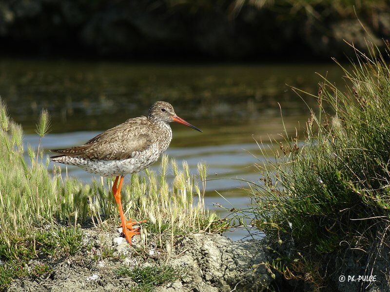 Common Redshank