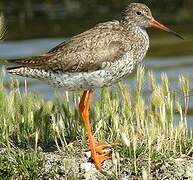 Common Redshank