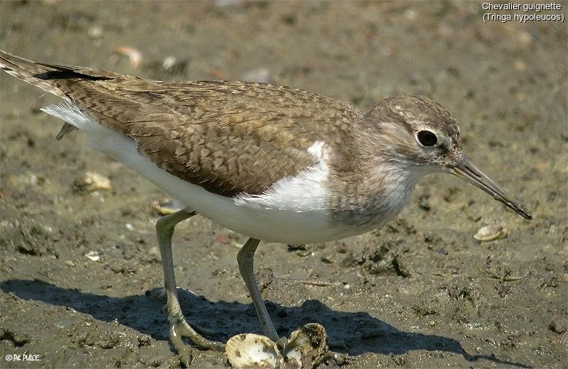 Common Sandpiper