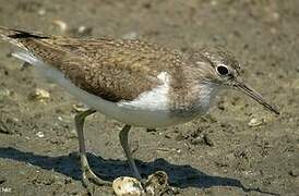 Common Sandpiper