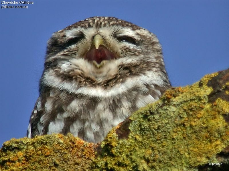 Little Owl