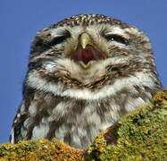 Little Owl