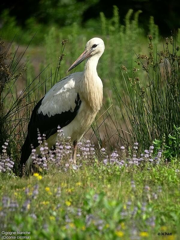 Cigogne blanche