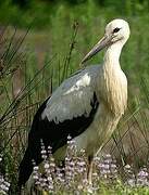 White Stork