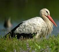 White Stork