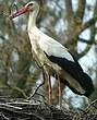 Cigogne blanche