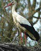 White Stork