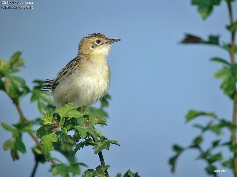 Zitting Cisticola