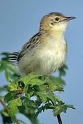 Zitting Cisticola