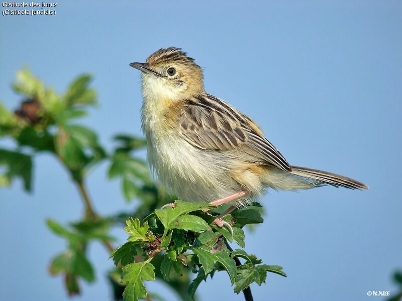 Zitting Cisticola