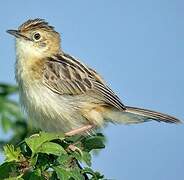 Zitting Cisticola