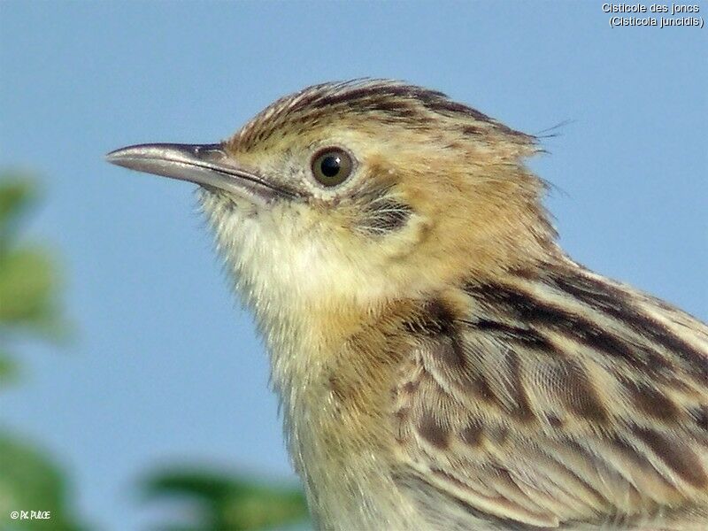 Zitting Cisticola