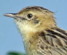 Zitting Cisticola