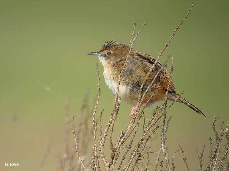 Zitting Cisticola