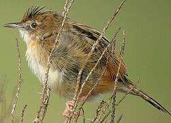 Zitting Cisticola