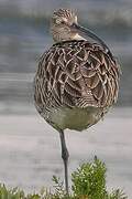 Eurasian Curlew