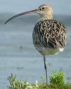 Eurasian Curlew