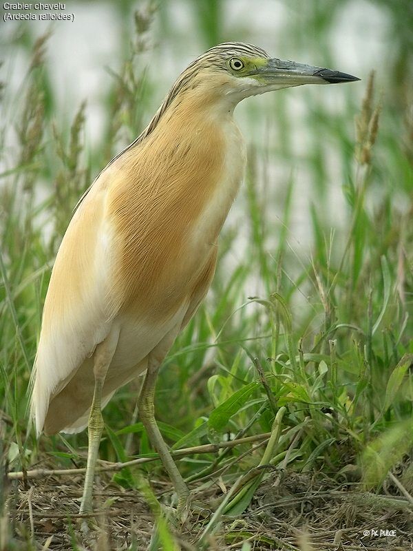 Squacco Heron