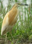 Squacco Heron