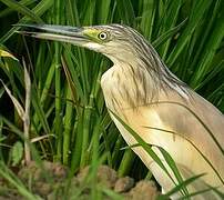 Squacco Heron