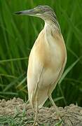 Squacco Heron