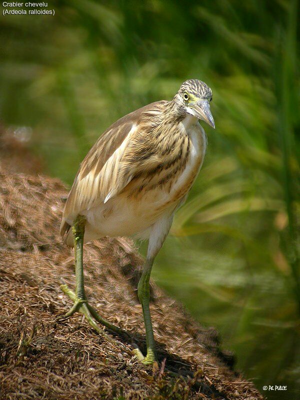 Squacco Heron