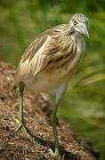 Squacco Heron