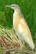 Squacco Heron