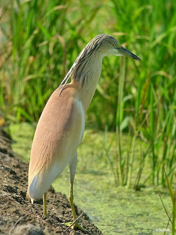 Crabier chevelu