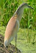 Squacco Heron