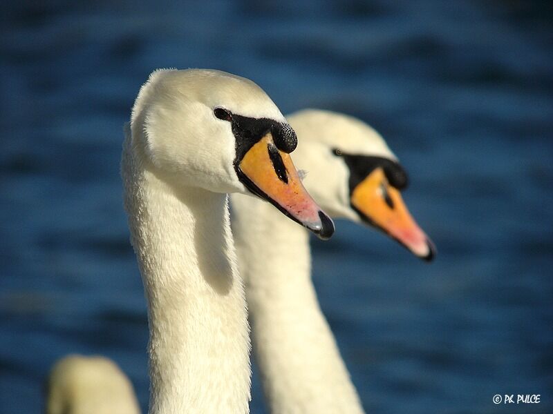 Cygne tuberculé