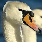 Cygne tuberculé